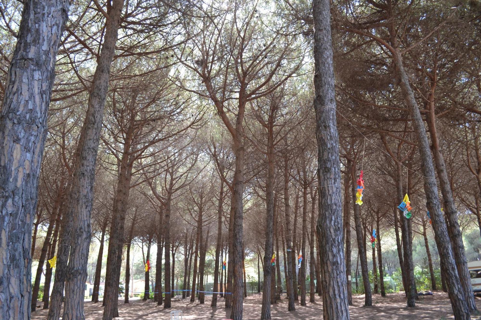 Giannella Camping 奥尔贝泰洛 外观 照片